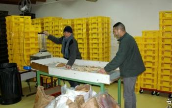 Valdocco Acirpe